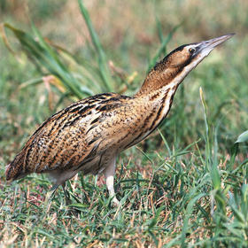 Eurasian Bittern