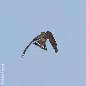 Eurasian Crag Martin