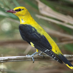 Eurasian Golden Oriole (Male)