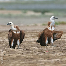 Eurasian Griffon Vultures