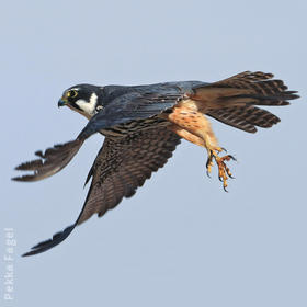 Eurasian Hobby