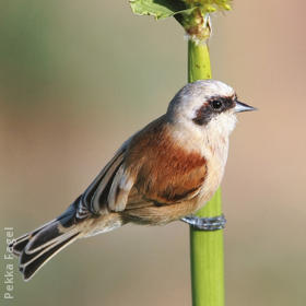 Eurasian Penduline Tit (Male)