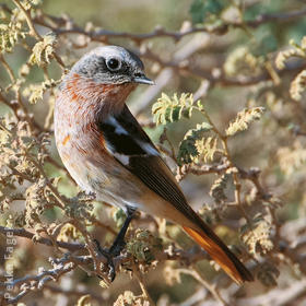 Eversmann’s Redstart (Male winter)