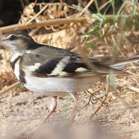 Forest Wagtail