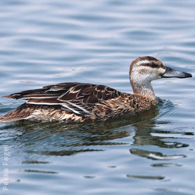 Garganey (Female)