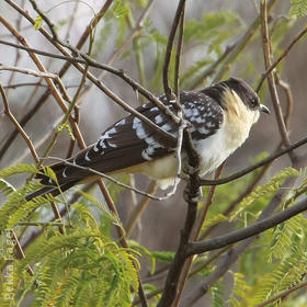 Great Spotted Cuckoo