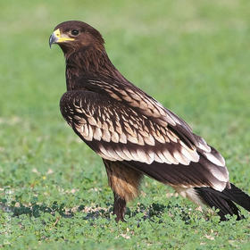 Greater Spotted Eagle (Immature)