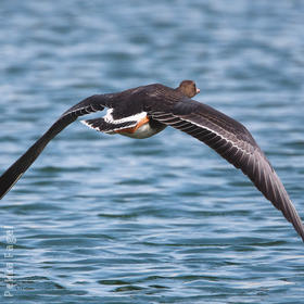 Greater White-fronted Goose (Juvenile)