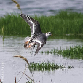 Grey Phalarope (Non - breeding plumage)