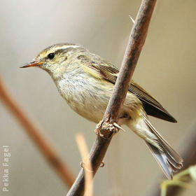 Hume’s Leaf Warbler