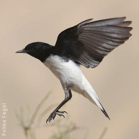 Hume’s Wheatear 