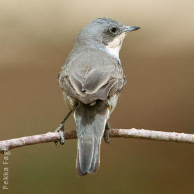 Hume’s Whitethroat (Autumn)