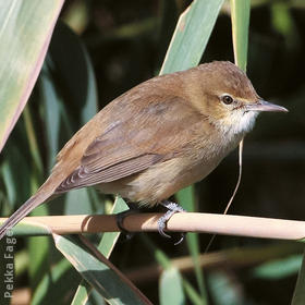 Indian Reed Warbler