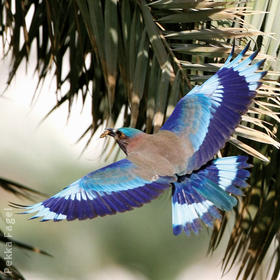 Indian Roller