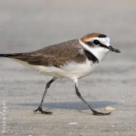 Kentish Plover (Male non - breeding)