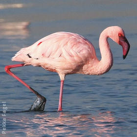 Lesser Flamingo 