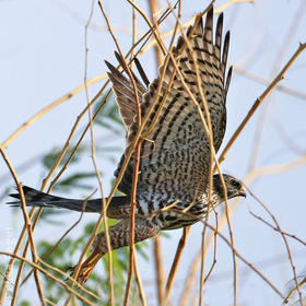 Levant Sparrowhawk (Juvenile)