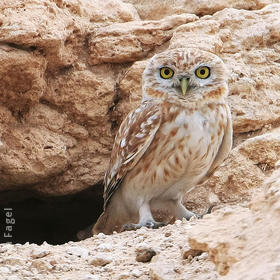 Lilith Owlet (At nest hole)