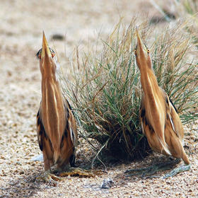 Little Bitterns