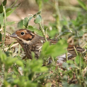 Little Bunting