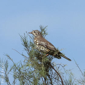 Mistle Thrush (Winter)