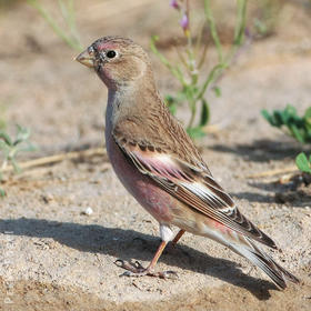 Mongolian Finch (Spring)