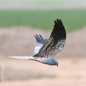 Montagu’s Harrier (Male)