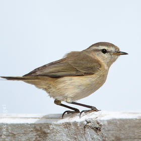 Mountain Chiffchaff 