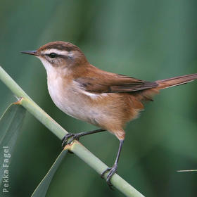 Moustached Warbler 