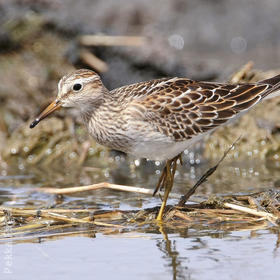 Pectoral Sandpiper 