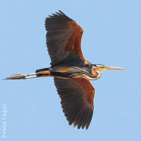 Purple Heron