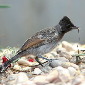 Red-vented Bulbul (Juvenile)