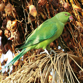 Rose-ringed Parakeet