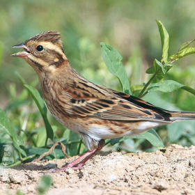 Rustic Bunting (Immature)