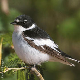 Semi-collared Flycatcher (Male)