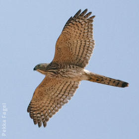 Shikra (Immature)