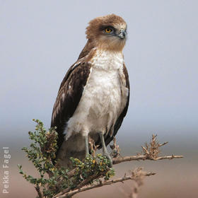 Short-toed Snake Eagle (Juvenile)