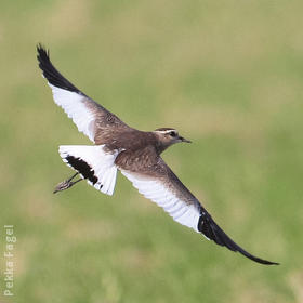 Sociable Lapwing