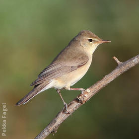 Sykes’s Warbler