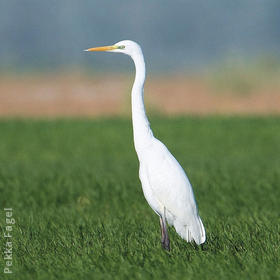 Western Great Egret 