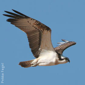 Western Osprey 