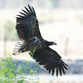 White-tailed Eagle (Immature)