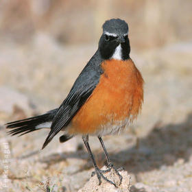 White-throated Robin (Male breeding plumage)