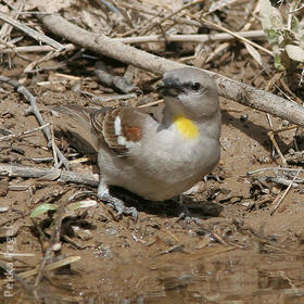 Yellow-throated Sparrow (male)