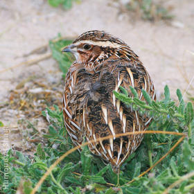 Common Quail 