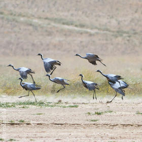 Demoiselle Crane