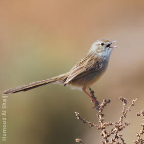 Graceful Prinia