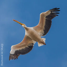 Great White Pelican