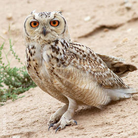 Pharaoh Eagle Owl