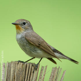 Taiga Flycatcher